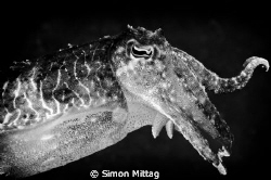 A cuttlefish hunting at our local dive site in Chowder Ba... by Simon Mittag 